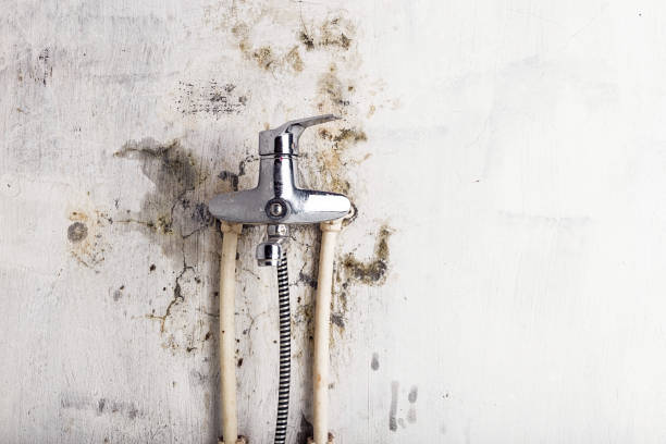 Best Mold Testing and Removal  in Rockford, MN