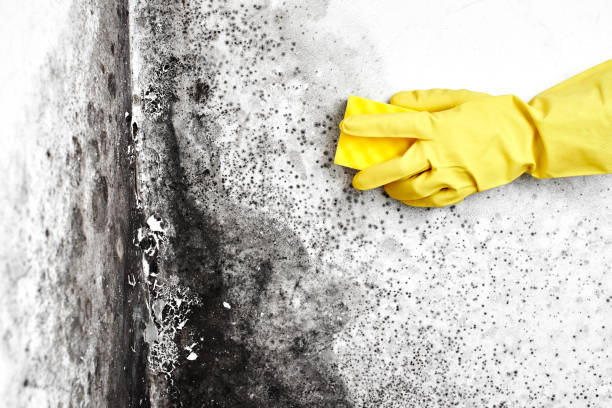 Best Crawl Space Mold Removal  in Rockford, MN