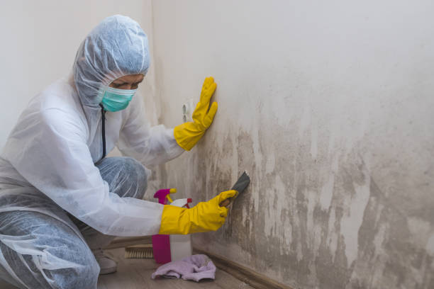 Best Mold Remediation Services  in Rockford, MN