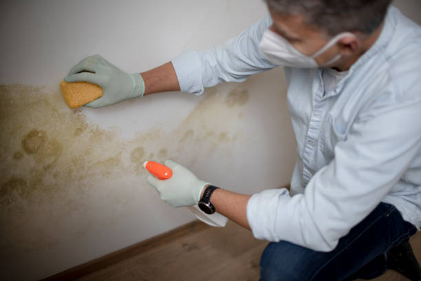 Best Residential Mold Removal  in Rockford, MN