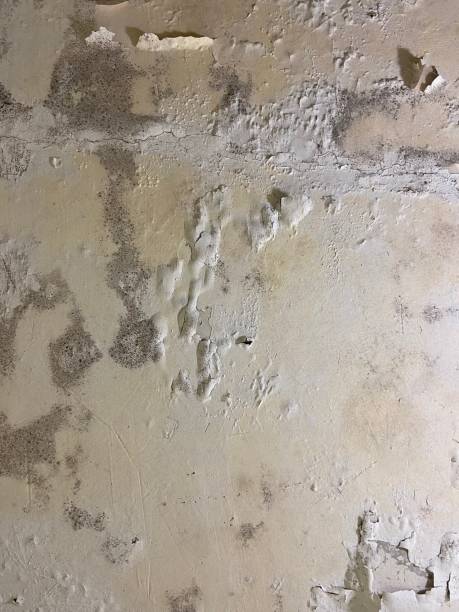 Mold Testing and Removal in Rockford, MN