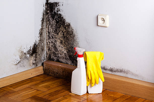 Best Certified Mold Removal  in Rockford, MN