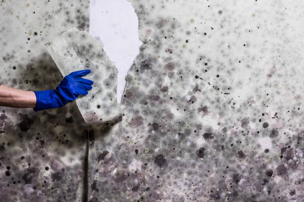Best Fast Mold Removal  in Rockford, MN