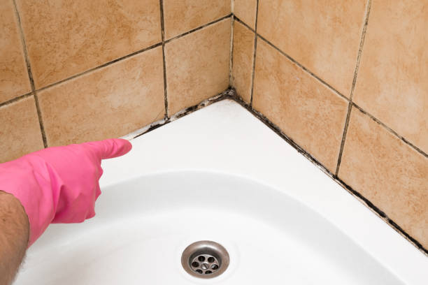 Best Attic Mold Removal  in Rockford, MN