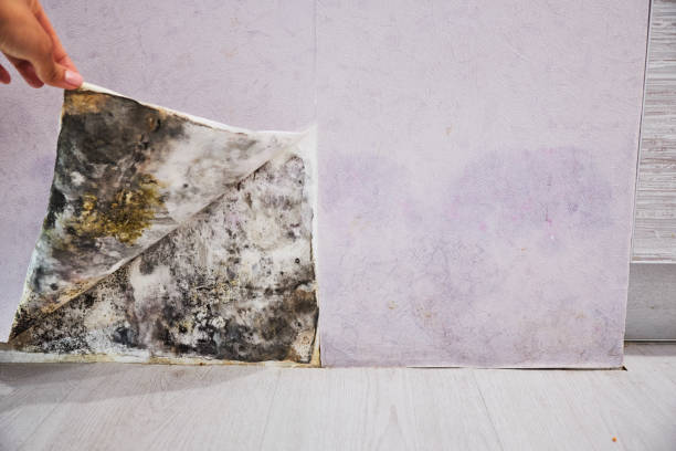Best Local Mold Removal Service  in Rockford, MN